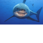 Welcome to sharkboy group