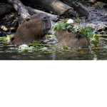 El sotano de capybara de pan