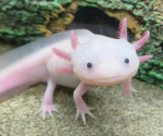 The axolotlsss