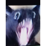 pain_YT