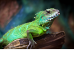 The lizard burrow.