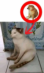 This group gonna love cats