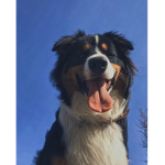 Australian Shepherd Owners