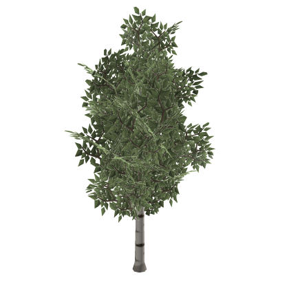 Small Birch Tree