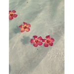 Jade’s coconuts