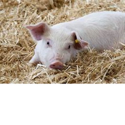 Pig Hangout