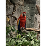 Parrot seekers