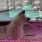 kats;
