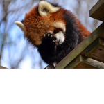 Alastor