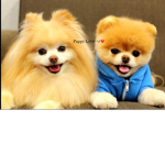 Dog world a fun and amazing world of dogs!