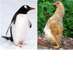 BirdBrained Developers