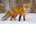 fox gruop