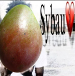 MANGOSQUAD67