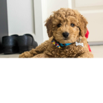 Puppy group <3