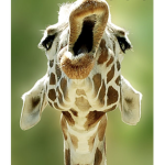 +Giraffe+