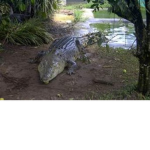crocodile fan kingdom