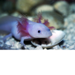 Axolotl Fans Squad