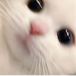 Kitty•Cats