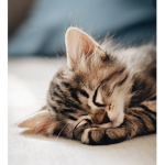 Olivia_kittens