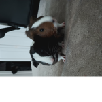 Guinea piggy fan group!