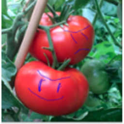 (100) Tomato HQ
