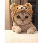 CutestCat squad!!!!