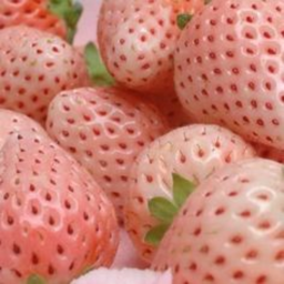 ｡ 🍓 ˚