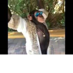 Al-Monke