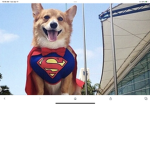 I Love dogs Group.