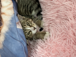 Kittens side