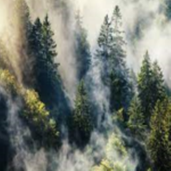 Da Spooky Magical Forest