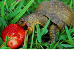 The Boc Turtle Armys