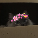 Fluff Boi Club