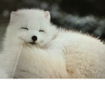 Arctic foxes rule
