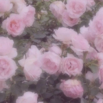 lovélies ୨୧