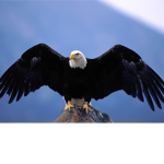 TEAM EAGLE!!!