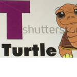 Turtleshellz