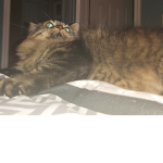 Cats are the best and cute