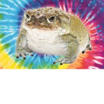frog paper
