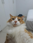 Grupo Cheeto