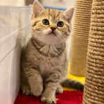 [Meow Studio]