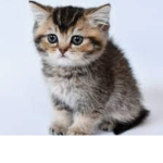 {Kitten_cat}