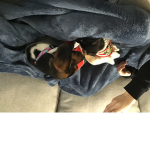 I have do dogs