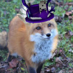 buhbo