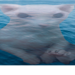 binguian navy