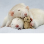 !Suki's Friend Group of Rats!