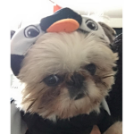 Tell me what you think about my Dog which one is