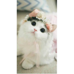 Cats are Cats