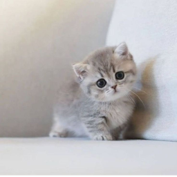 ☆