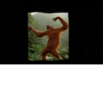 Definitely definitely not a bobux generator